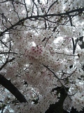 IMG00565.jpg